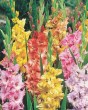 Gladiolus Ruffle Mix8